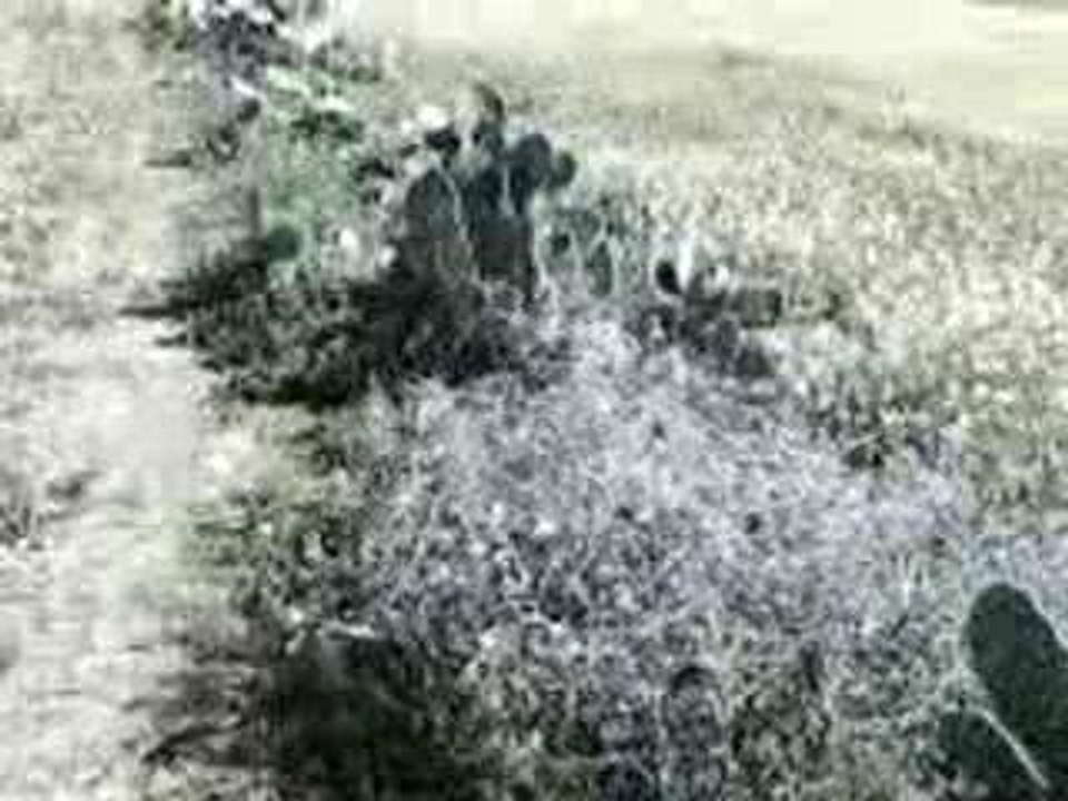 Vid003