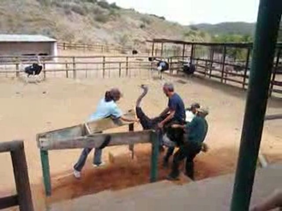 Course à dos d'autruche du côté de Oudtshoorn