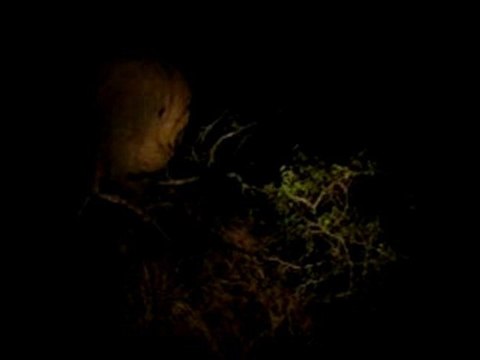 Elephant dans la nuit, Kruger Park (Afrique du Sud)