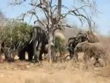 Famille d elephants, Kruger Park (Afrique du Sud)