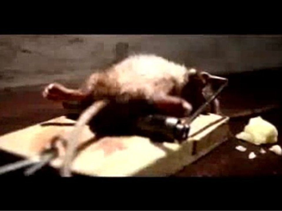 Mouse very strong
