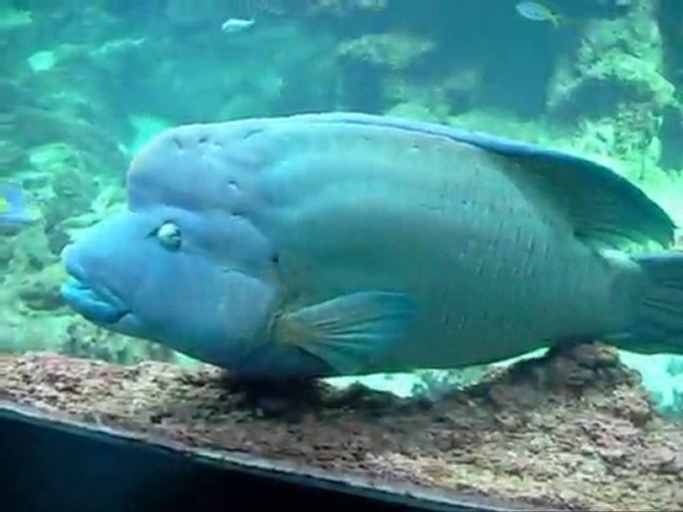océarequ
