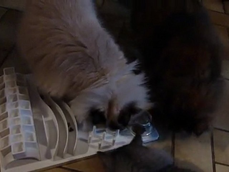 Les chats et le Fun board