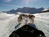 Balade en Chiens de Traineau