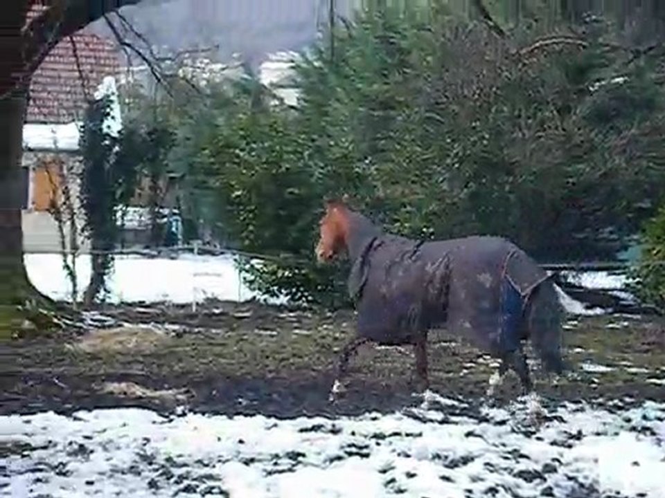 Ma Poupette aime son padock!