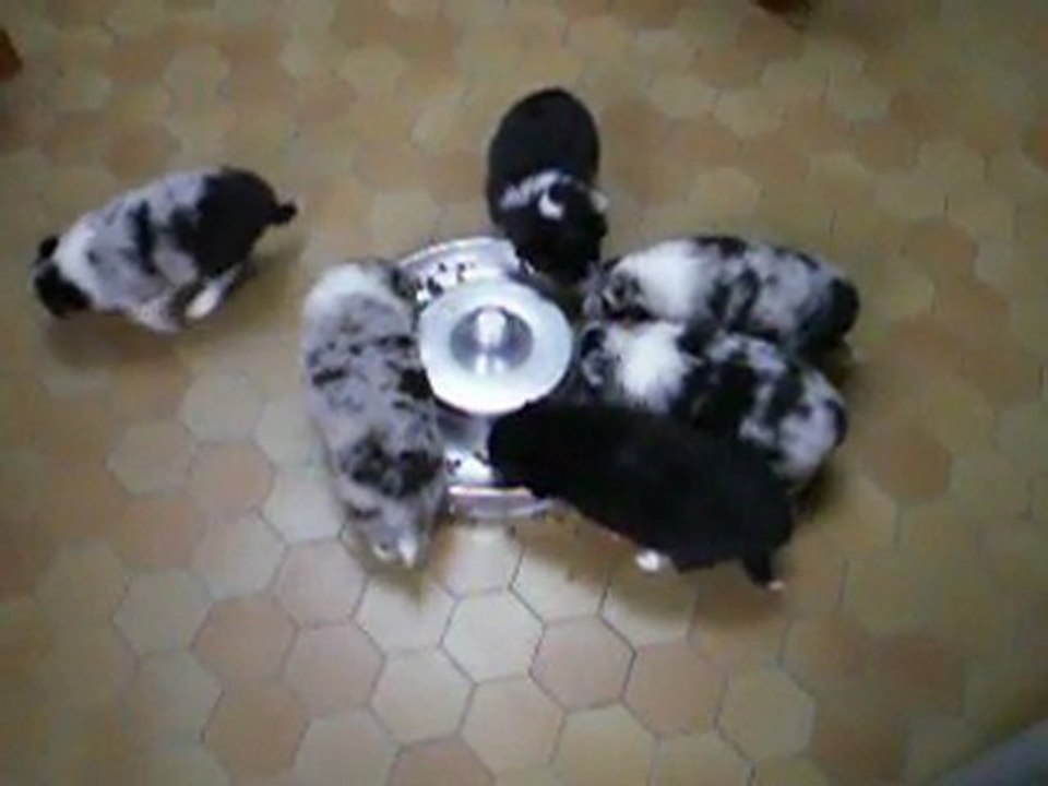 Premier repas des bébés de TWINKLE BLUE le 24 janvier 2010