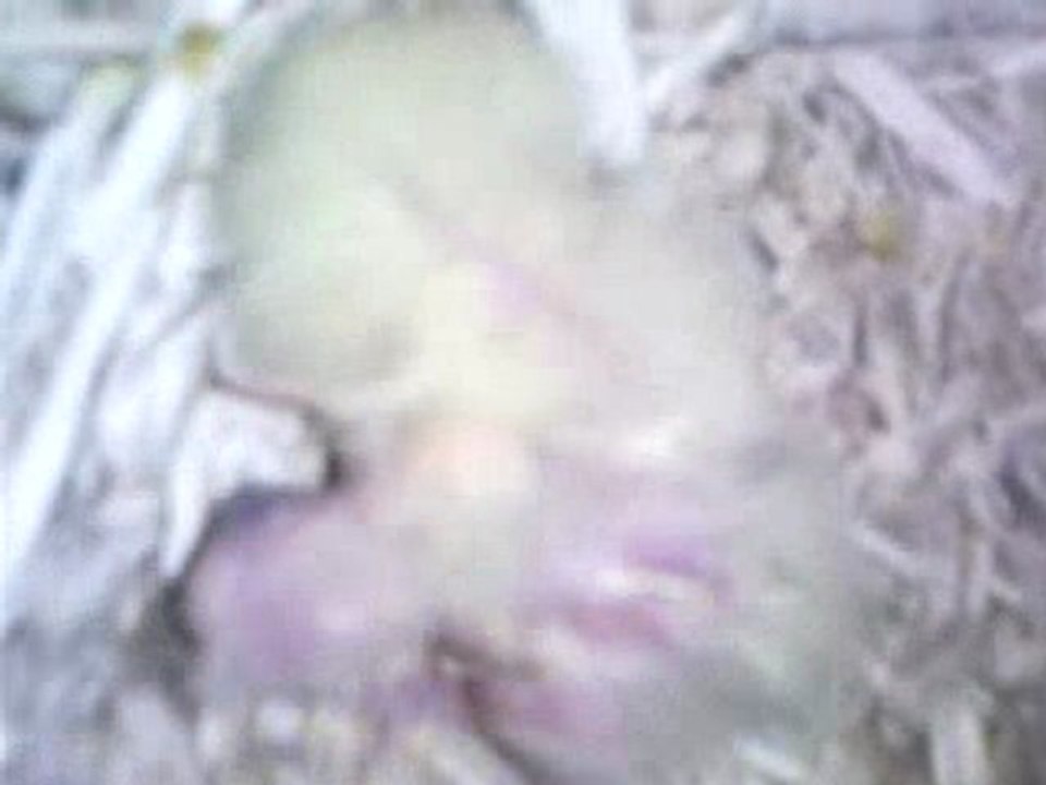 BB Calopsitte à 3 jours