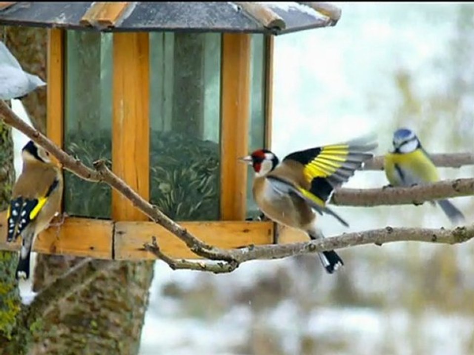 L'hiver lorrain des oiseaux