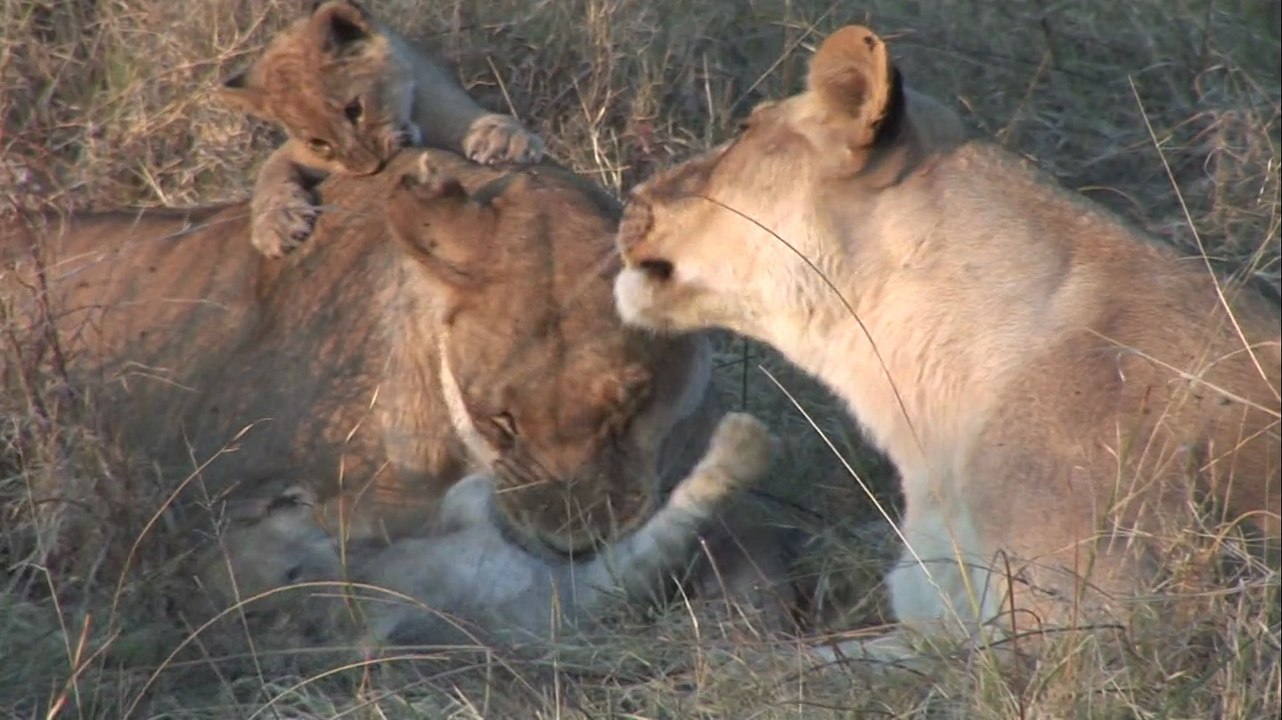 Lion Cubs at Chitabe