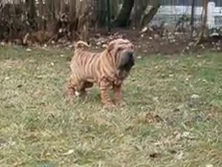 EIFFEL EXELMANS DES MING WAY