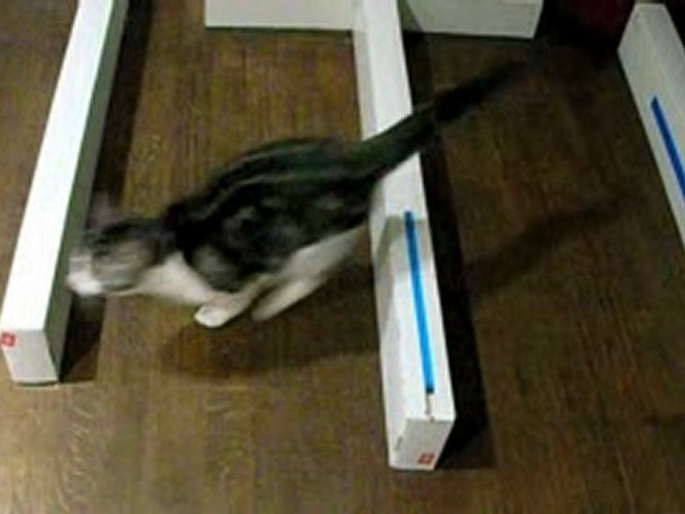 mon chien et mon chat en saut