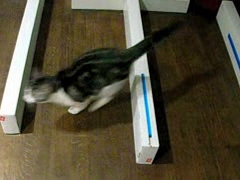 mon chien et mon chat en saut