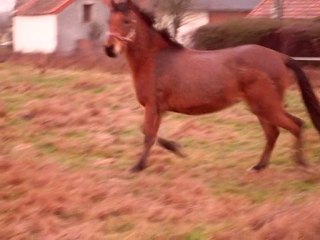 Smiley Du Chêne, Poney à Vendre