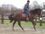 Un p'tit galop sous la selle d'Alice