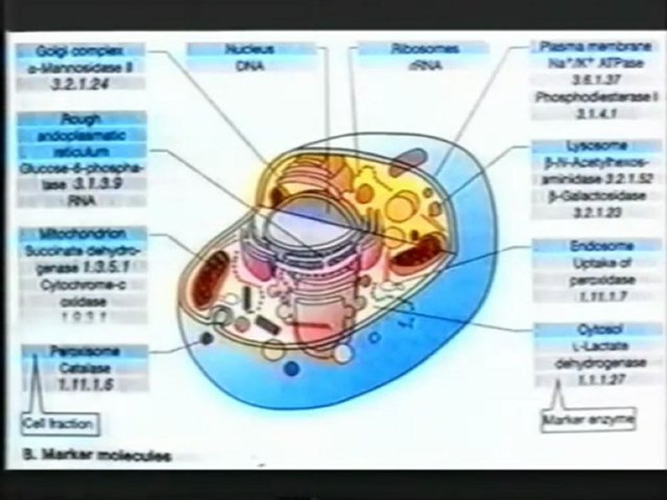 Conférence Dr Klinghardt à Zurich en 2001- 6