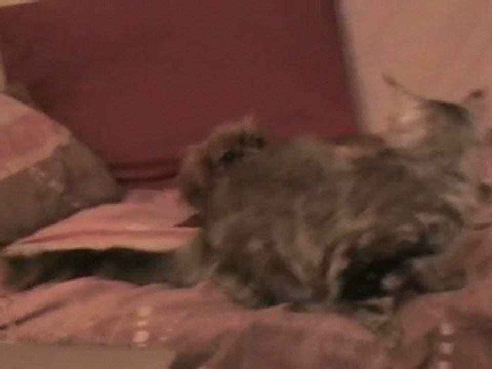 comme chien et chat