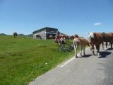 Chevaux au Col de Pailheres dans les Pyrénées