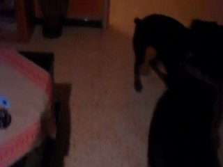 Diesel alvann jouent