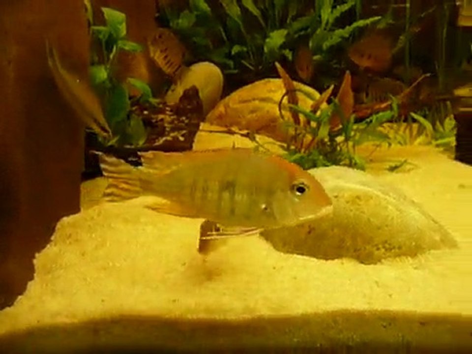 Geophagus red head
