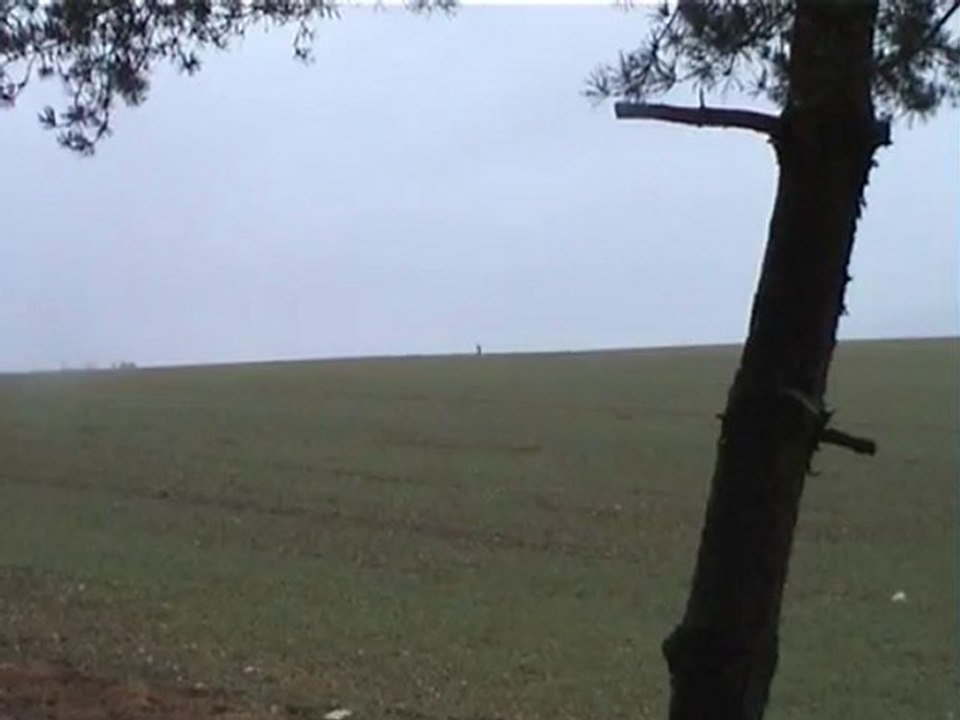 chevreuil,renard et sanglier