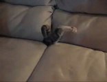 Gatto nel divano