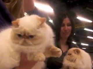 Maubeuge : Salon du chat