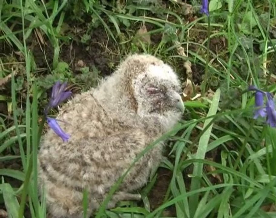 Sauvetage d'une jeune chouette hulotte