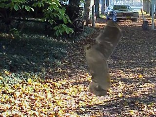 Hard Working Man Guerit Schelling