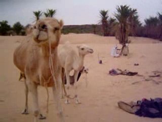 Le chameau du matin râle