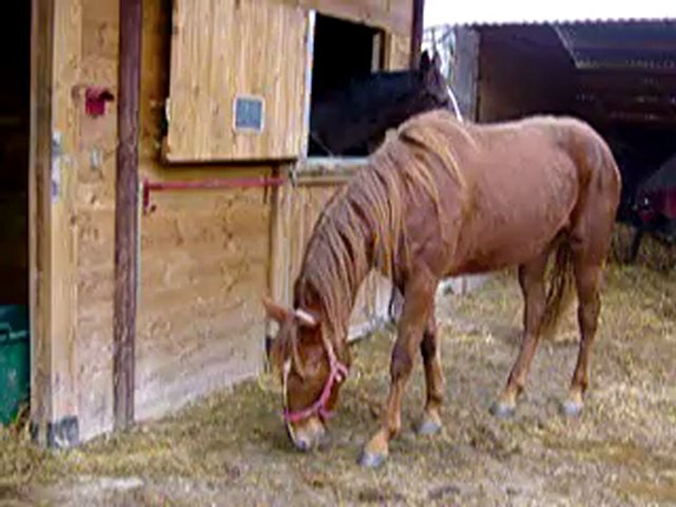 MOV06042 Tenacia qui tourne round devant box Caline