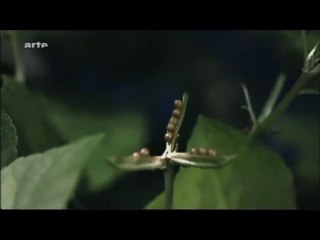 La force cachée des plantes 3/3