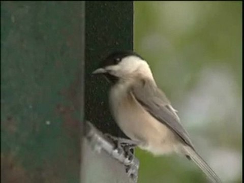 Nourrir les Oiseaux en hiver les conseils d'Oiseaux Nature