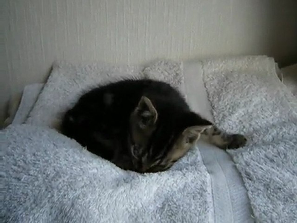 Lion { 6 } Avant la sieste