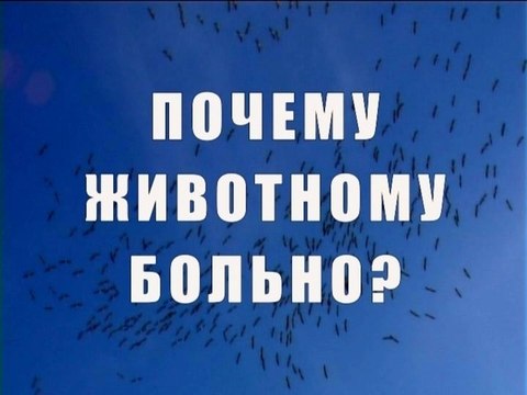 Почему животному больно?