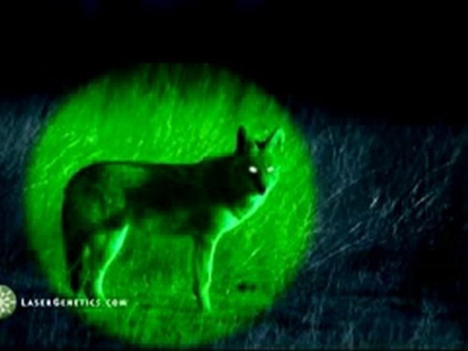 ND3, Night Time Hunting