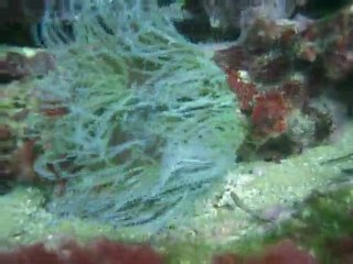 Anemone