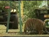 Sumatran Tigers Released Into the Jungle