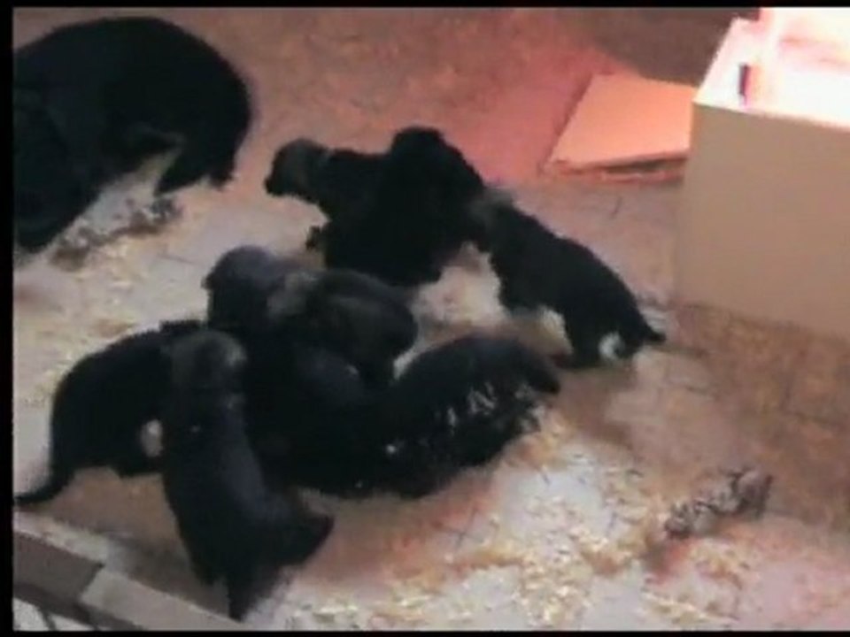 chiots chelsea à 4 semaines