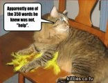 FUNNIEST KITTIES Very Funny Cats 47