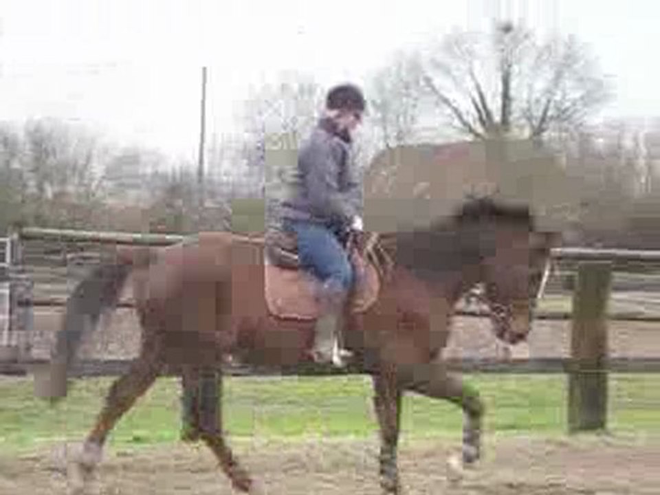 Galop Alice