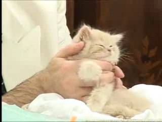 Sayın Adnan Oktar'Iın Kedisi Balım Bisküvi Canlı Yayındaydı