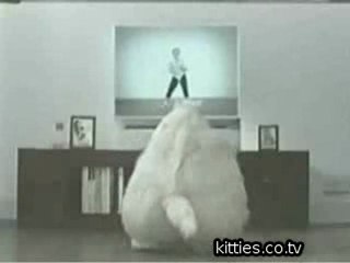 FUNNIEST KITTIES Funny Fat Cat  Fake