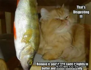 FUNNIEST KITTIES Very Funny Cats 38