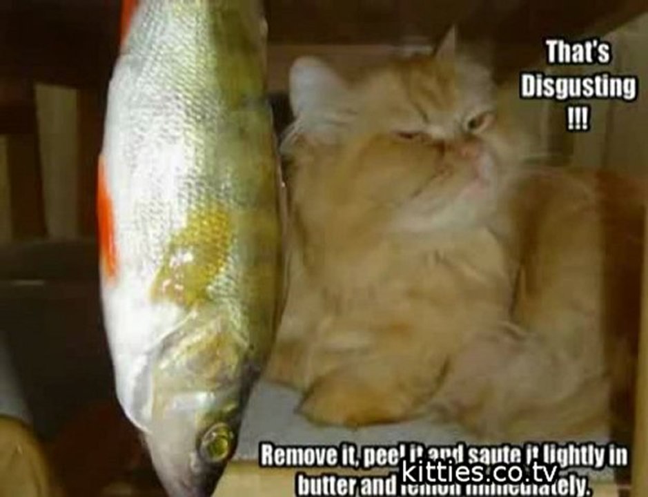 FUNNIEST KITTIES Very Funny Cats 38