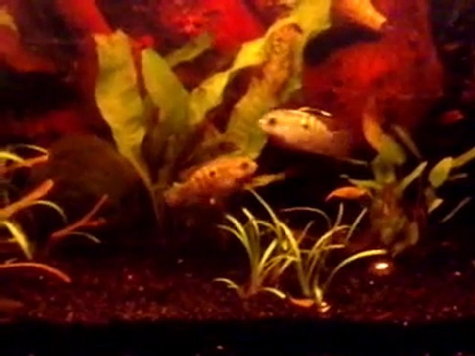 mes poissons