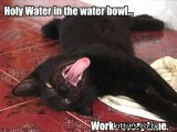 FUNNIEST KITTIES Very Funny Cats 40