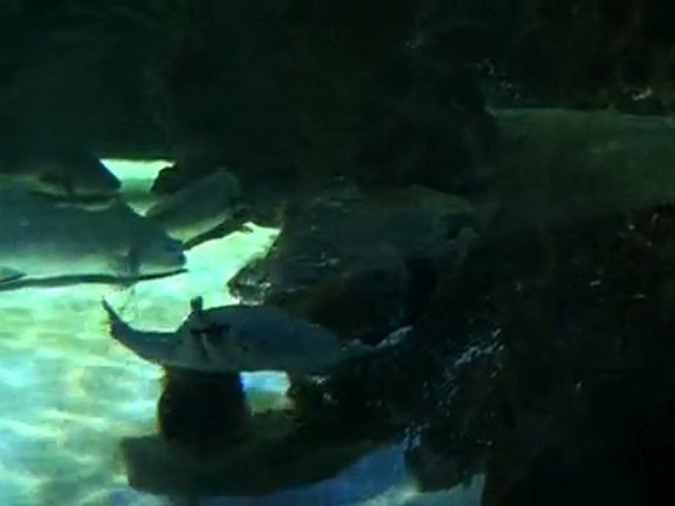 Aquarium biarritz 4