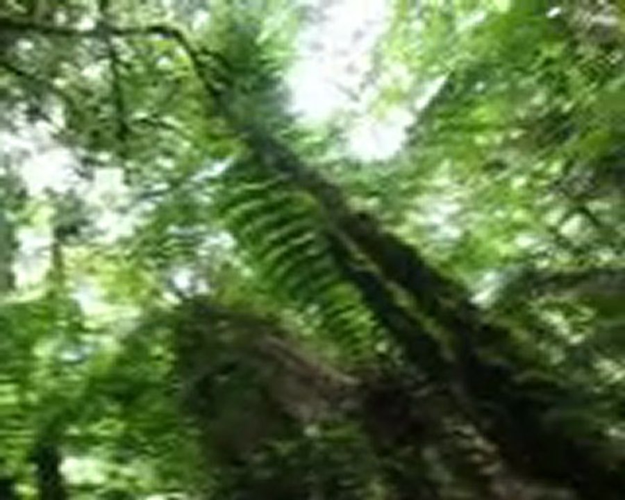 Foret fougere geante