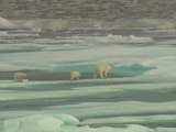 Les ours polaires de l'Arctique - Nunavut, Canada