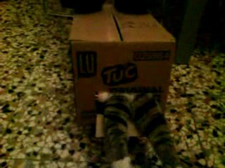 Gatto  a sorpresa - Pimpi